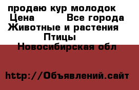 продаю кур молодок. › Цена ­ 320 - Все города Животные и растения » Птицы   . Новосибирская обл.